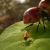 Empire of the Ants - Limited Edition (輸入版) - PS5 - 画像 (2)