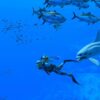 【日本語対応】Endless Ocean: Luminous (輸入版) - Nintendo Switch - 画像 (2)