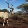Way of the Hunter: Wild Expeditions (輸入版) - PS5 - 画像 (6)